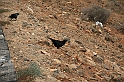 Kanary_2010 114